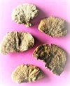 5 stk. Dekorations svampe  Natur. Ca. 3 - 7 cm. Sendes ass.